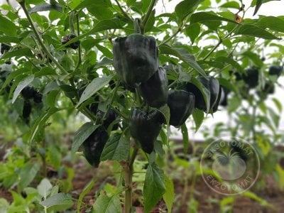 Перец «Chilhuacle Negro» Перец «Chilhuacle Negro»