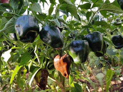 Перец «Chilhuacle Negro» Перец «Chilhuacle Negro»