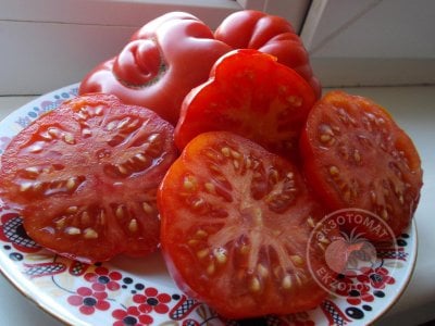 Томат «Costoluto Fiorentino»