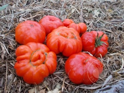 Томат «Costoluto Fiorentino»