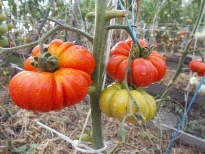 Томат «Costoluto Fiorentino»