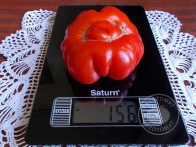 Томат «Costoluto Fiorentino»