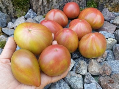 Томат «Crimson Sunset» Томат «Crimson Sunset»