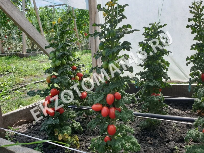 Томат «Curly Kaley»