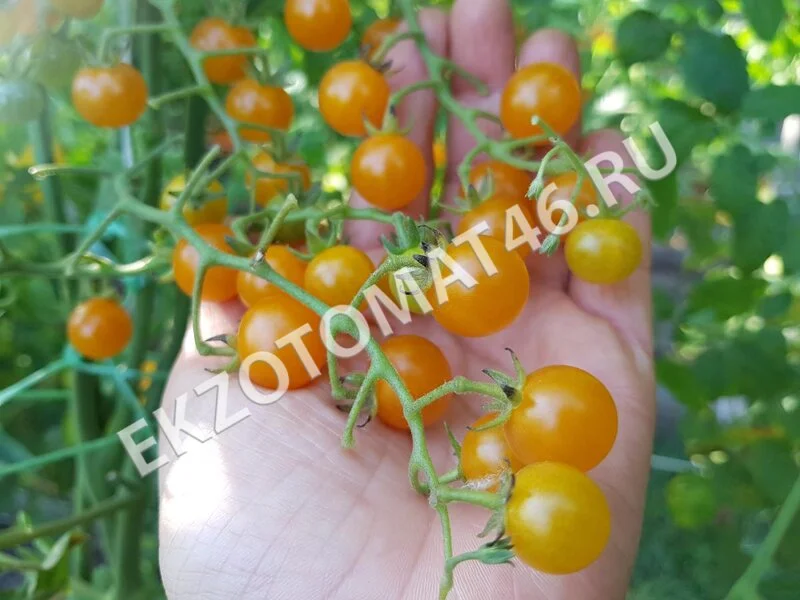 Томат «Currant Gold Rush»