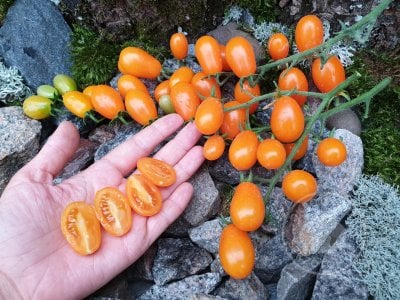 Томат «Datterino Arancione» Томат «Datterino Arancione»