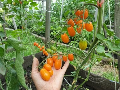 Томат «Datterino Arancione» Томат «Datterino Arancione»