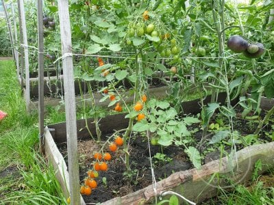 Томат «Datterino Arancione» Томат «Datterino Arancione»