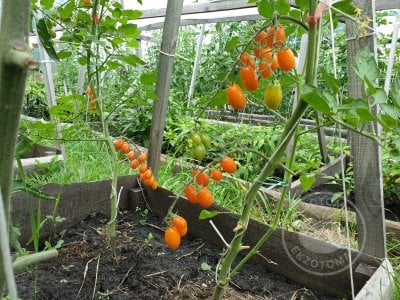 Томат «Datterino Arancione» Томат «Datterino Arancione»