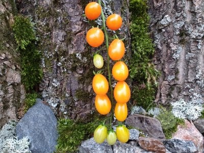 Томат «Datterino Arancione» Томат «Datterino Arancione»