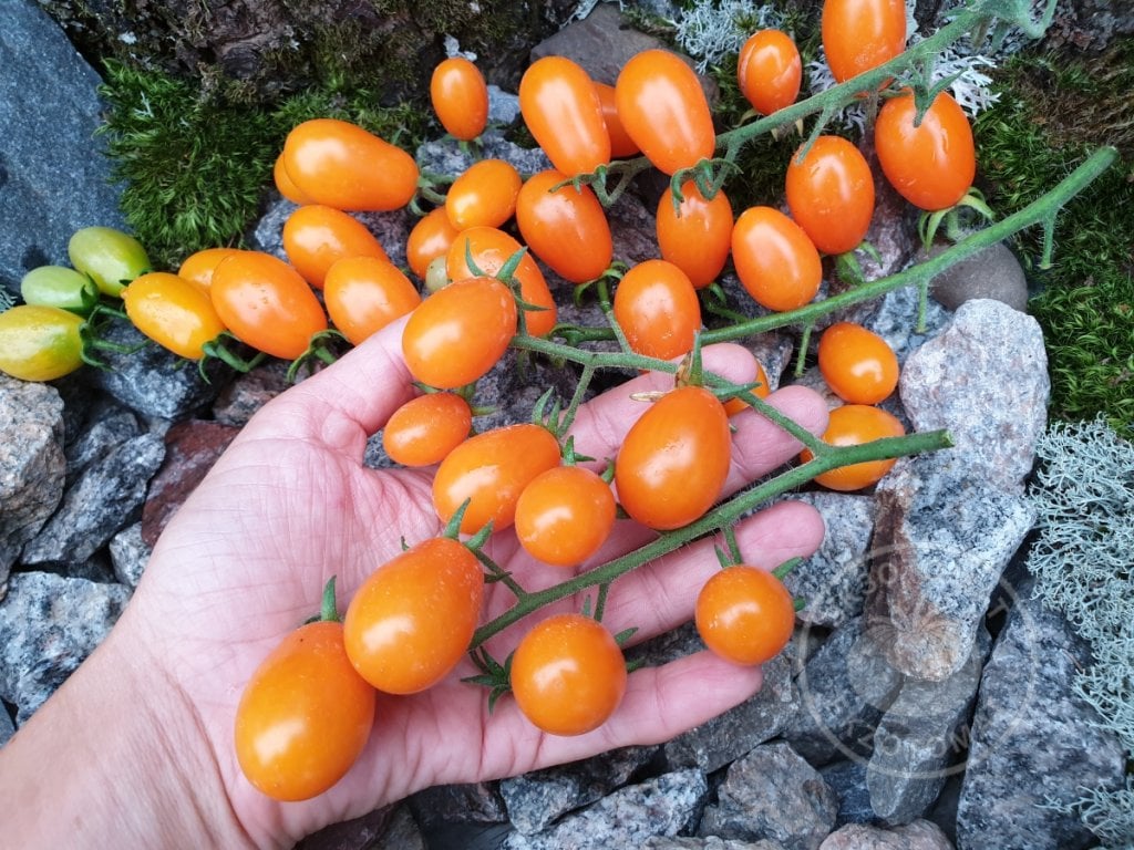 Томат «Datterino Arancione» Томат «Datterino Arancione»