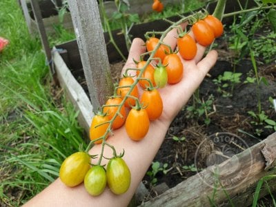 Томат «Datterino Arancione» Томат «Datterino Arancione»