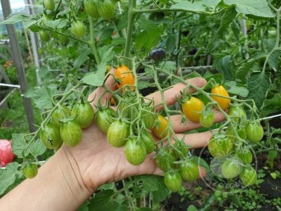 Томат «Datterino Arancione» Томат «Datterino Arancione»