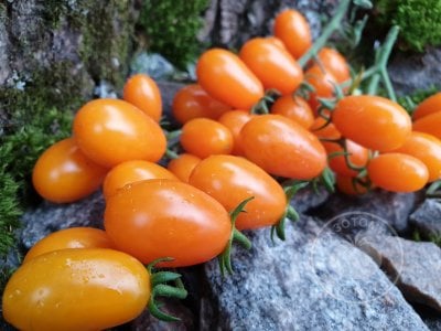 Томат «Datterino Arancione» Томат «Datterino Arancione»