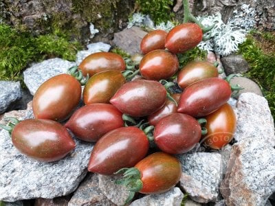 Томат «Datterino Nero» Томат «Datterino Nero»