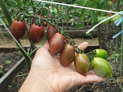 Томат «Datterino Nero» Томат «Datterino Nero»