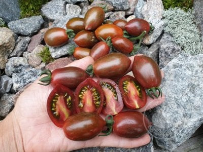 Томат «Datterino Nero» Томат «Datterino Nero»