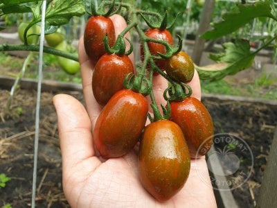 Томат «Datterino Nero» Томат «Datterino Nero»