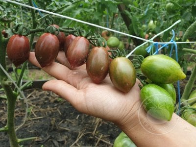 Томат «Datterino Nero» Томат «Datterino Nero»