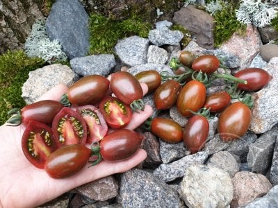 Томат «Datterino Nero» Томат «Datterino Nero»