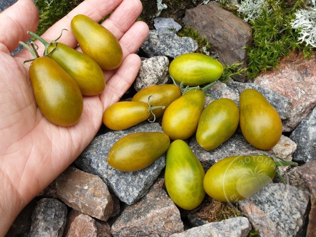 Томат «Datterino Verde» Томат «Datterino Verde»