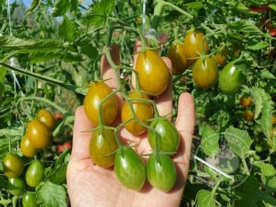 Томат «Datterino Verde» Томат «Datterino Verde»