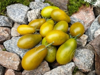 Томат «Datterino Verde» Томат «Datterino Verde»