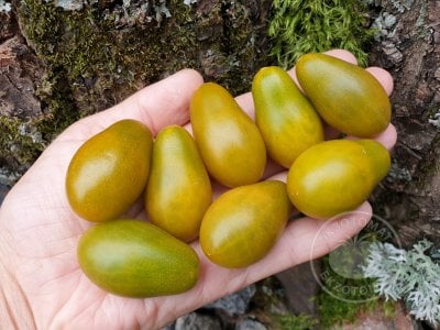 Томат «Datterino Verde» Томат «Datterino Verde»