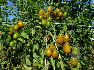 Томат «Datterino Verde» Томат «Datterino Verde»