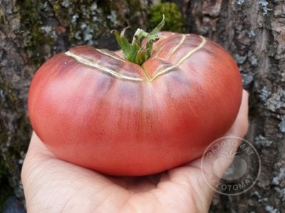 Томат «Dirty Curty» Томат «Dirty Curty»