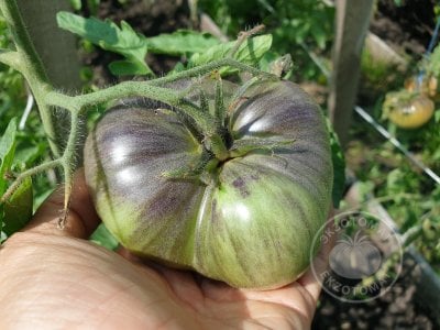 Томат «Dirty Curty» Томат «Dirty Curty»