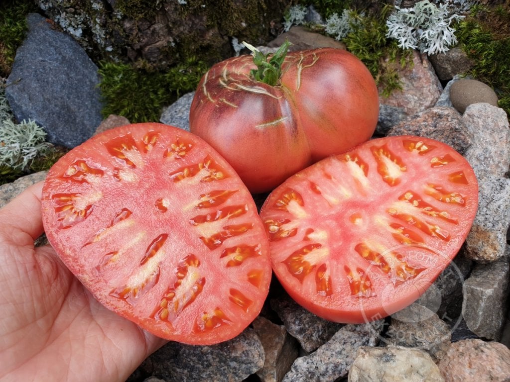 Томат «Dirty Curty» Томат «Dirty Curty»