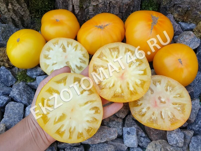 Томат «Dwarf Egypt Yellow»