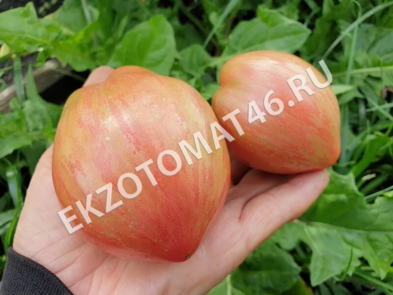 Томат «Dwarf Electric Pink»