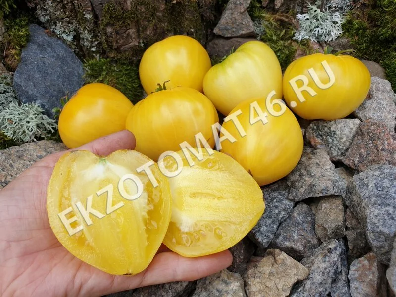 Томат «Dwarf Lemon Ice»