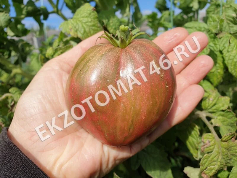 Томат «Dwarf Purple Heartthrob»