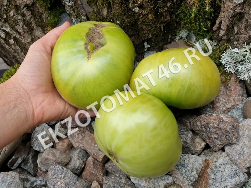 Томат «Dwarf Summertime Green»