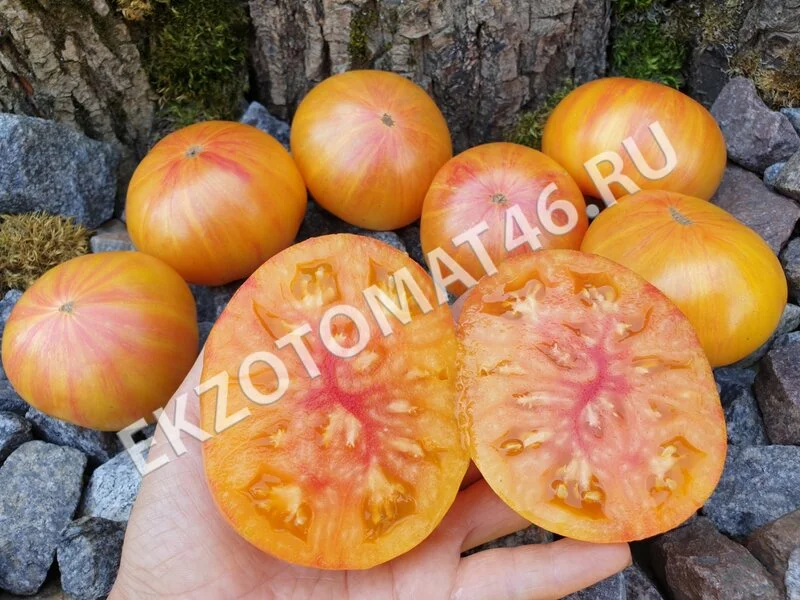 Томат «Dwarf Suz’s Beauty»