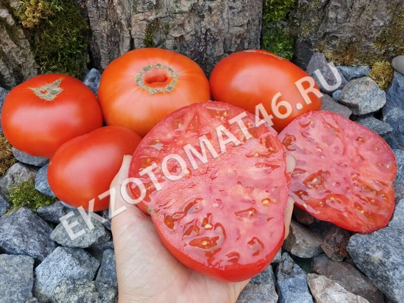 Томат «Dwarf Sweet Scarlet»