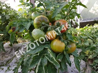 Томат «Dwarf Arctic Rose»