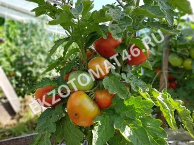 Томат «Dwarf Arctic Rose»
