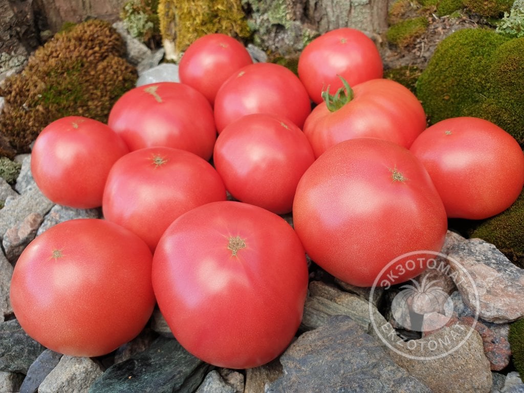 Томат «Early Wonder» Томат «Early Wonder»