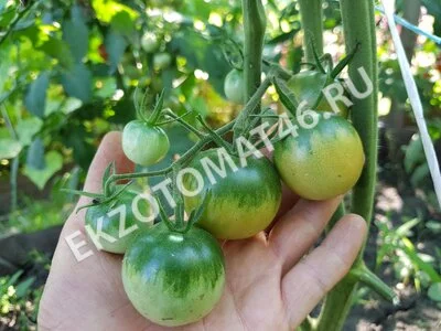 Томат «Emerald»