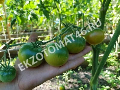 Томат «Emerald»