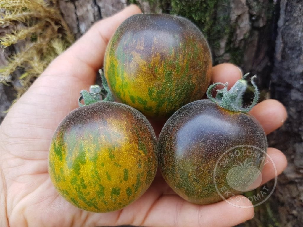 Томат «Extravagante Rouffiange green» Томат «Extravagante Rouffiange green»