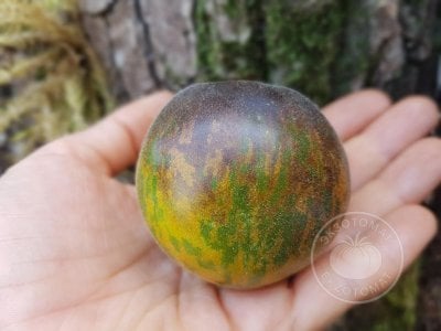 Томат «Extravagante Rouffiange green» Томат «Extravagante Rouffiange green»