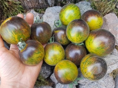 Томат «Extravagante Rouffiange green» Томат «Extravagante Rouffiange green»