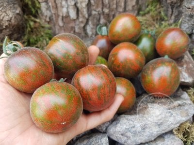 Томат «Extravagante Rouffiange» Томат «Extravagante Rouffiange»