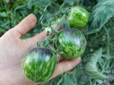 Томат «Extravagante Rouffiange» Томат «Extravagante Rouffiange»