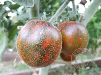 Томат «Extravagante Rouffiange» Томат «Extravagante Rouffiange»